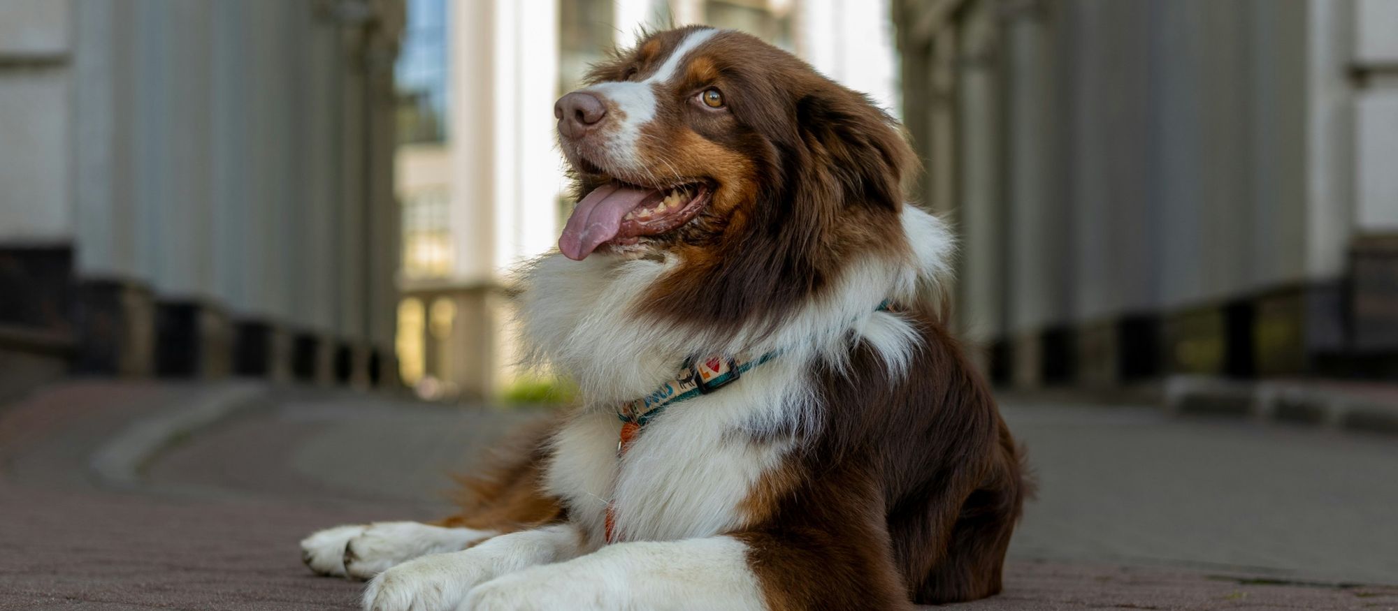 A dog and its owner in a New York neighborhood