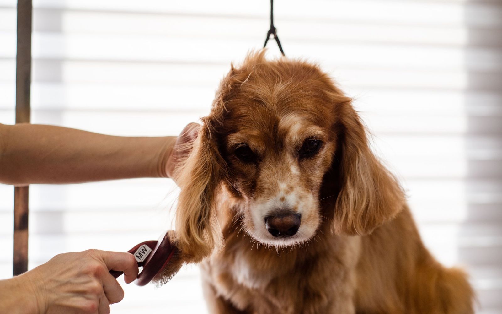 A groomer brushing a fluffy dog