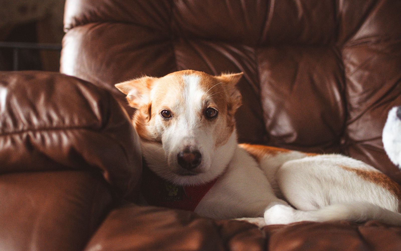 A dog resting on a couch in a New York apartment