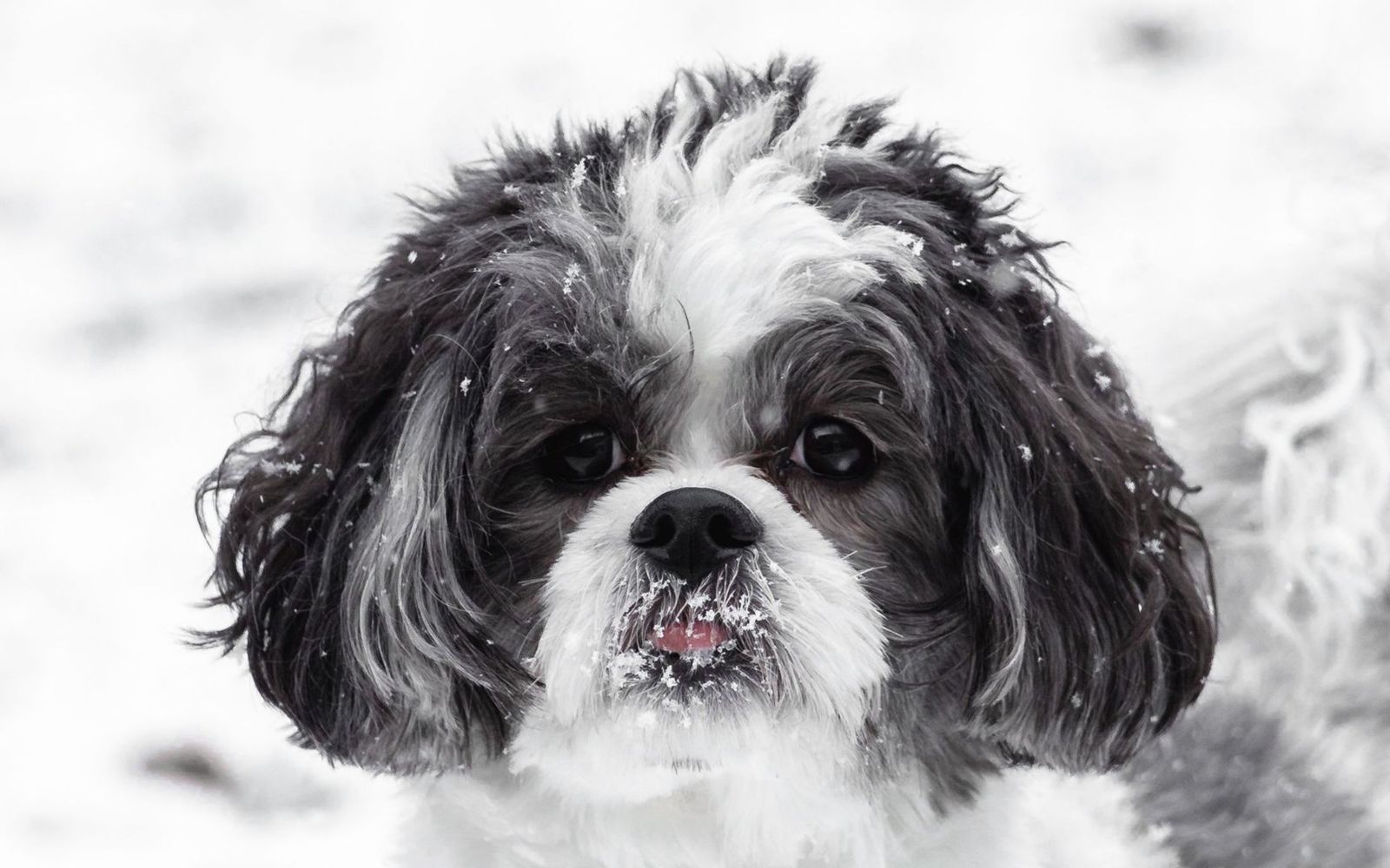A dog wearing boots on a snowy New York sidewalk