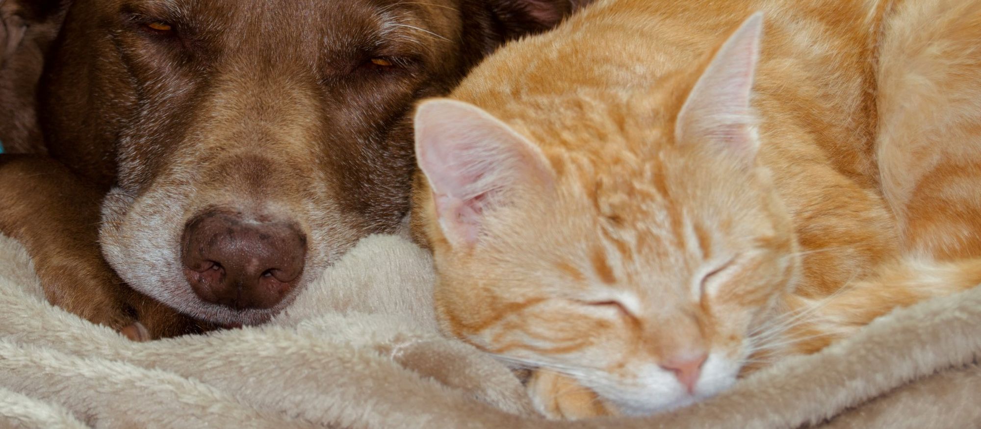 A dog and a cat together at home in New York