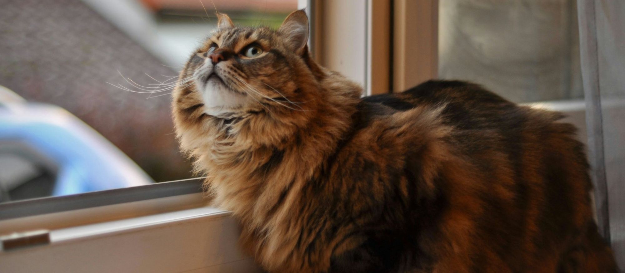 A cat sitting on a windowsill in a New York apartment