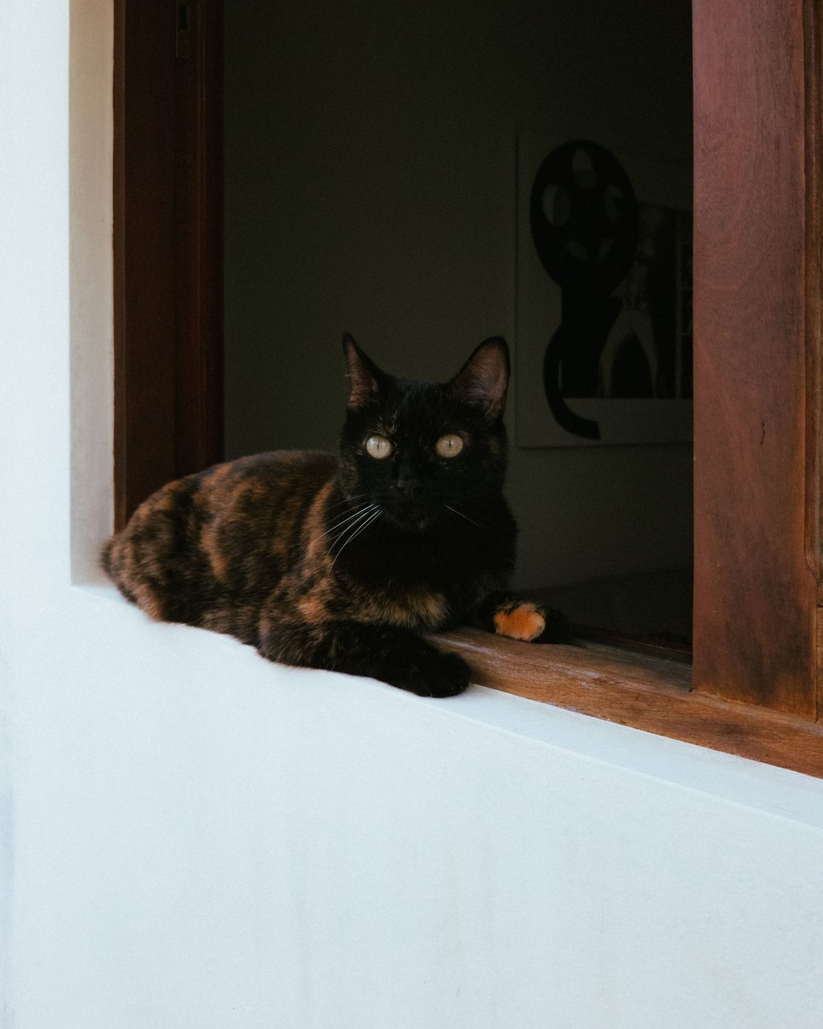 A cat relaxing in a New York apartment