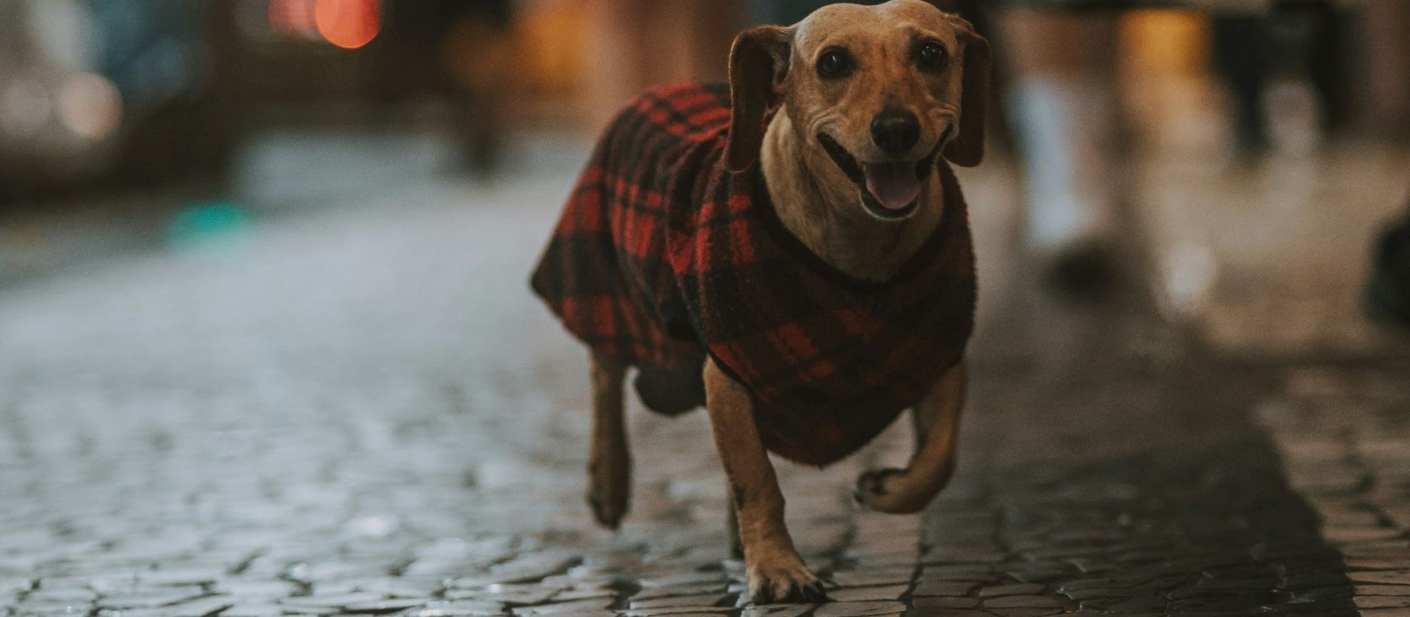 A dog walking with its owner in a New York park