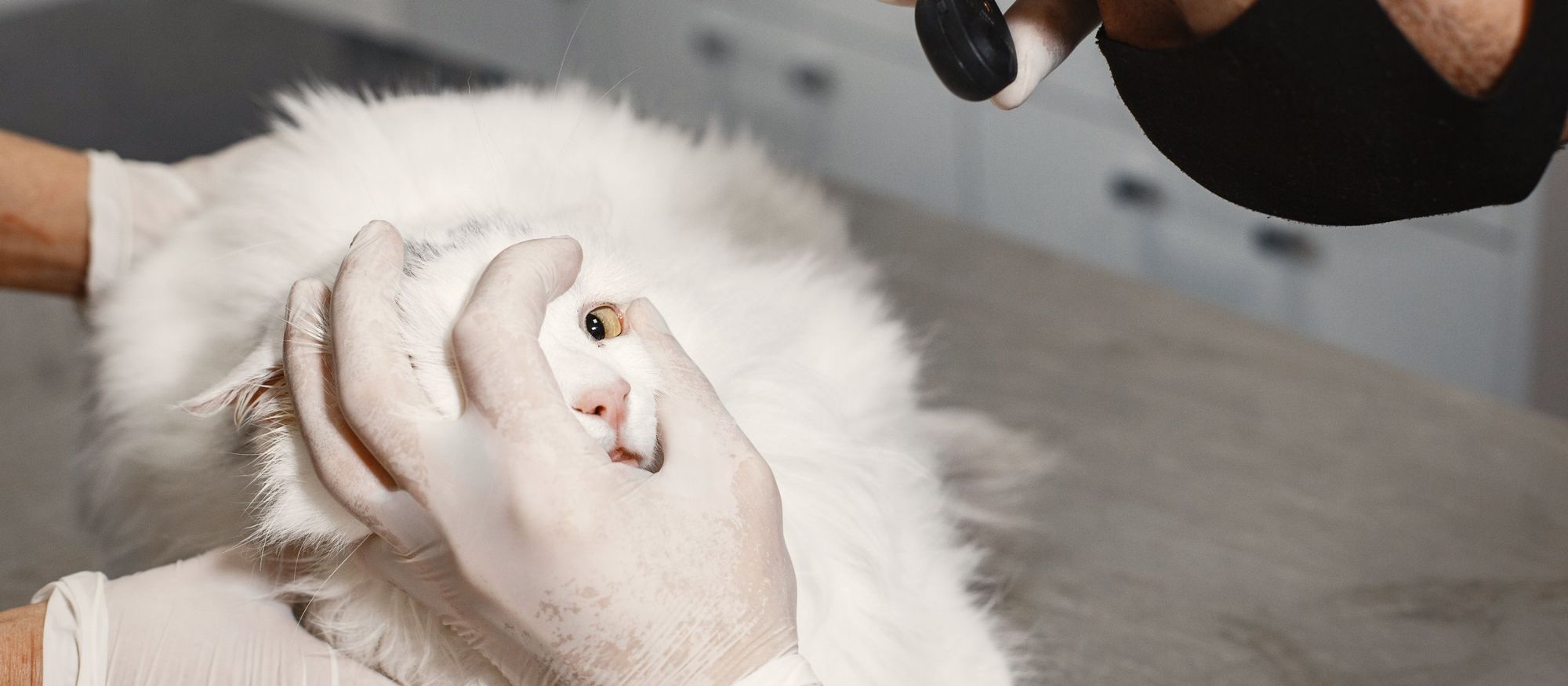 A puppy at a routine vet checkup